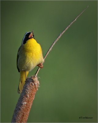 Common Yellowthroat