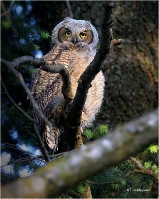 Young Great Horned Owl