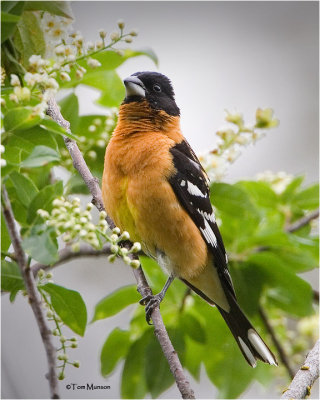 Black-headed Grosbeak