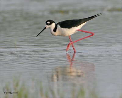 Black necked-stilt