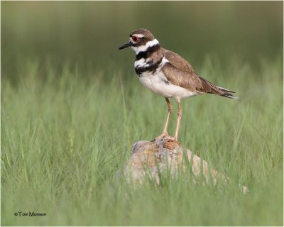 Killdeer