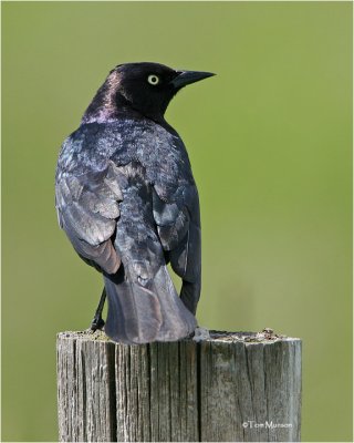 Brewers Blackbird (male)