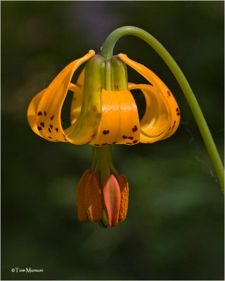  Tiger Lily 