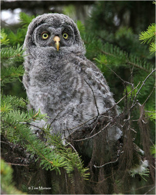 Great Gray Owl (fledgling))