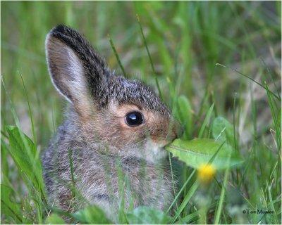  Snowshoe-Hare   (baby)
