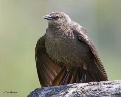 Brewer's Blackbird (female)