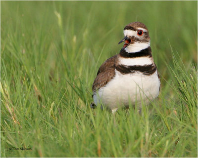 Killdeer