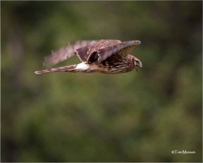 Northern Harrier