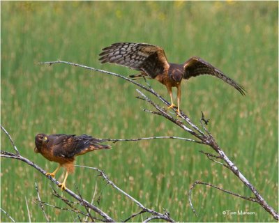 Northern Harriers  (recently fledged)