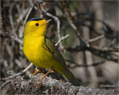 Wilson's Warbler