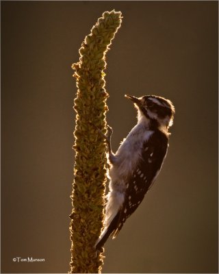 Downy Woodpecker  (backlit)