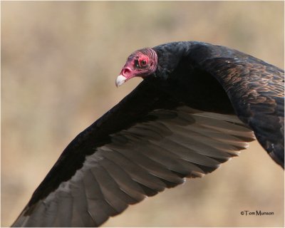 Turkey Vulture