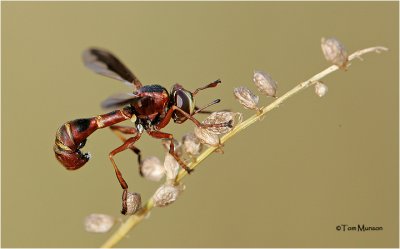 Thick Headed Fly  (wasp mimic)