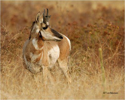  Pronghorn Antelope