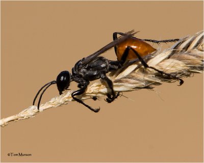  Forest-Spider-Wasp