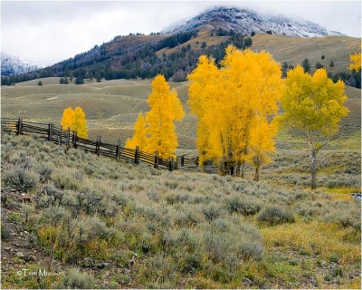 Yellowstone N. P.