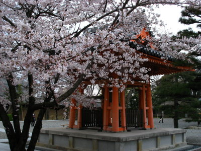 Sakura in Sanjusangen-dō