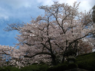 Cherry blossoms beneath Kiyomizu-dera
