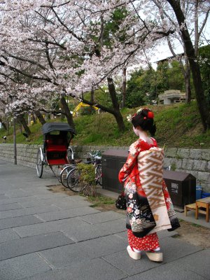 Maiko, rickshaw and sakura