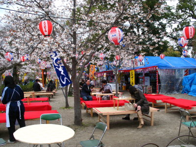 Hanami festivity in Maruyama-kōen