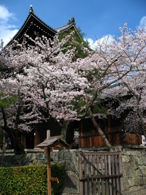Sakura at Chion-in
