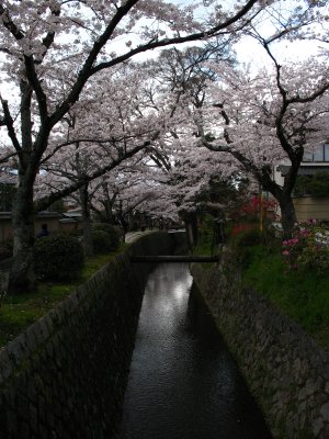 Sakura over the canal, Tetsugaku-no-michi