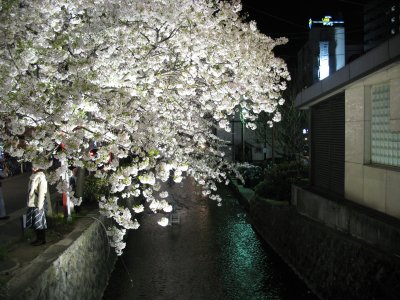 Canalside sakura by night