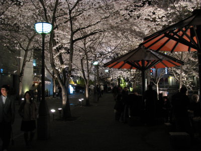 Illuminated sakura in Gion