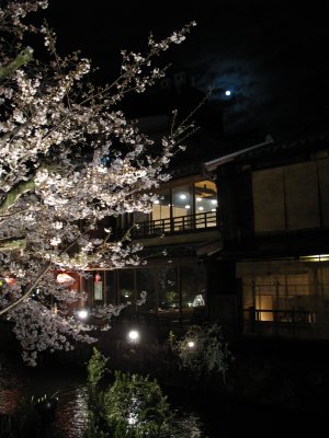 Nighttime sakura in the old nightlife district