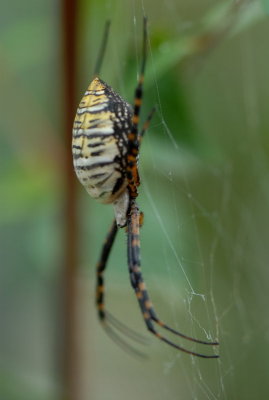 Spider