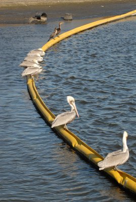 Bolsa Chica Wetlands,CA