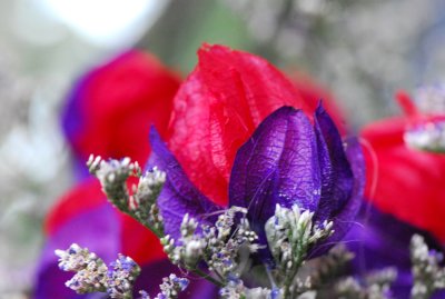 Dry Flowers