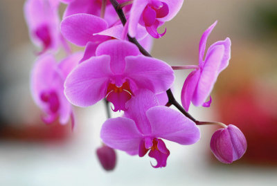 Flower/ Orchid