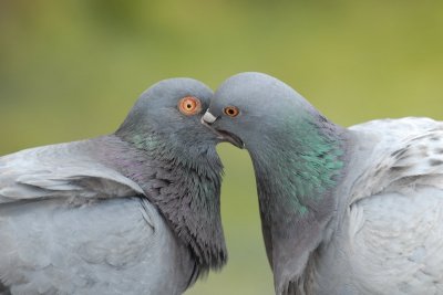 Pigeon, Love is in the air