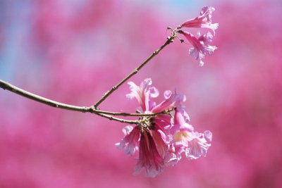 Spring Flowers