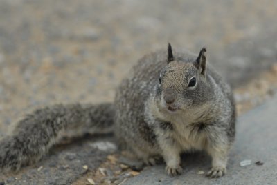 Ground Squirrel