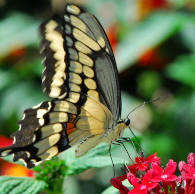 Butterfly 2007