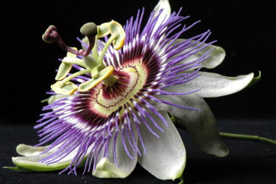 Passion with Passion Flower