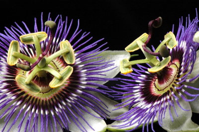 Passion with Passion Flower
