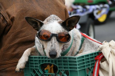 Our Favorite Pooch in the Dog Parade