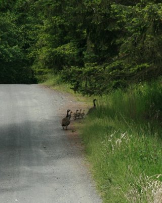 Gosling Getaway