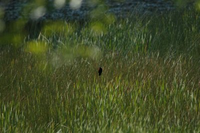 Among the Reeds