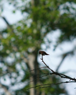 Hummingbird in the tree