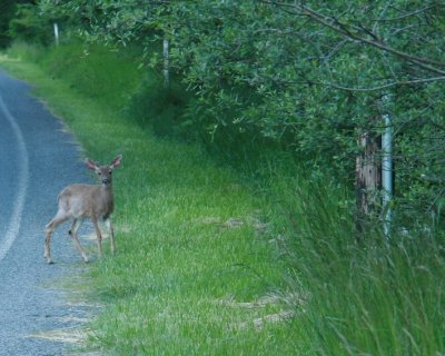 Older Fawn