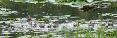 Ducklings and Mom