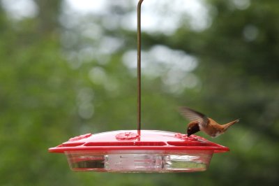The King of the Feeder