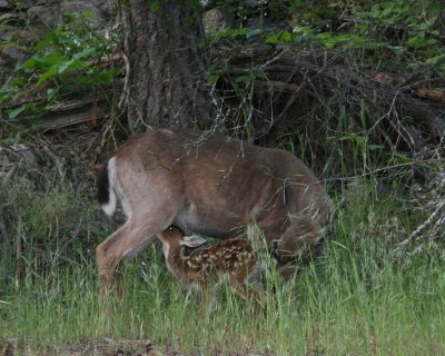 Doe and Fawn - Hours old