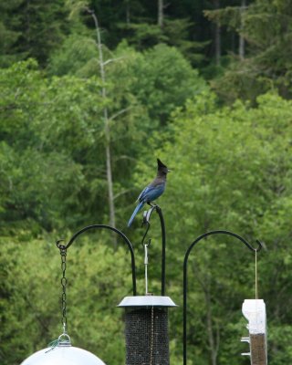 A Very Shy Jay