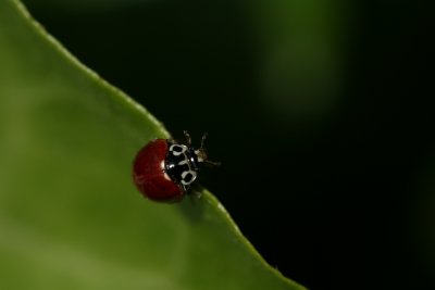 Ladybug's Walk