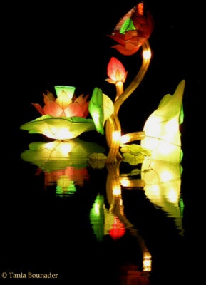 Chinese Lanterns 2005
